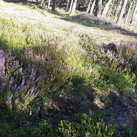 Zagroda Pod Gontem Semesterbostad Kopalino