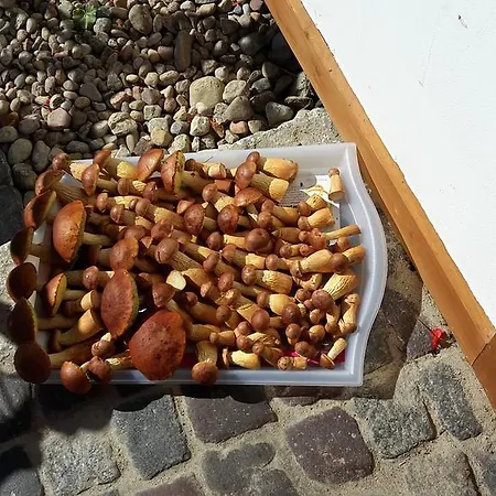 Zagroda Pod Gontem *