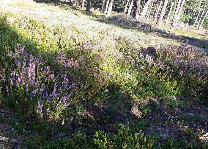 Zagroda Pod Gontem Prázdninový dům Kopalino